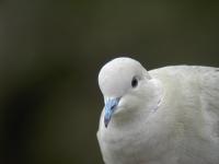 Collared Dove2